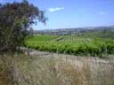 Mt. Adam Winery, Eden Valley (Barossa Valley)