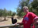 Tony meets a Llama at an Olive Grove