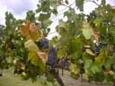 Grapes at Pepper Tree Winery, Hunter Valley
