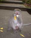 A happy monkey in the Monkey Forest, Ubud