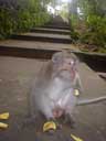 Monkey Forest, Ubud