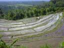 Rice Paddy in the Mountains