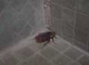 Cockroach in our building