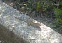 Lizard on Tai Tam Resevoir
